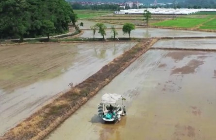 浙江臨海：搶抓農(nóng)時(shí) 單季晚稻插秧忙