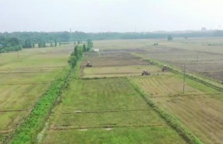 江西：已插播中稻912萬(wàn)畝 完成計(jì)劃超六成