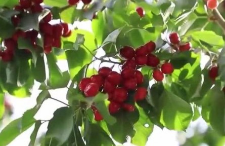 在希望的田野上·盛夏的果實