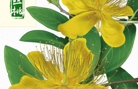 物種故事 | 金絲桃：燦若金絲，迎風起舞，我是夏日里亮麗的風景