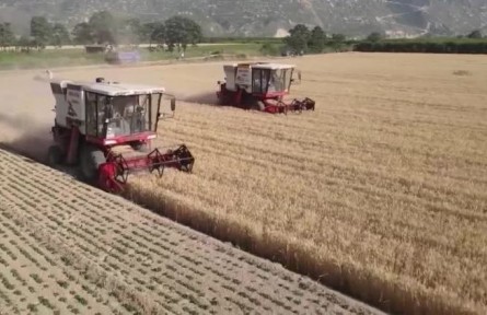 【在希望的田野上·三夏時(shí)節(jié)】我國夏糧主產(chǎn)區(qū)麥?zhǔn)者M(jìn)度過九成