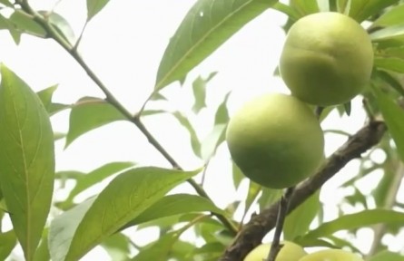 四川江安：大白李成熟季 采摘銷售忙