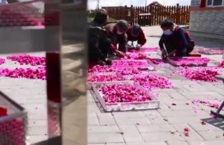 黑龍江：特色種植 助農(nóng)增收