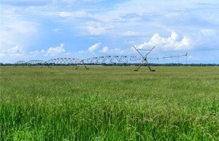 科技興草  科爾沁草業(yè)發(fā)展、草原“逆襲”