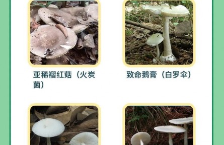 辟謠 | 男子用銀鐲試野蘑菇，仍中毒進(jìn)醫(yī)院！判斷毒菌有兩大金標(biāo)準(zhǔn)