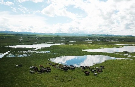 甘肅瑪曲：黃河，從這里清澈流過