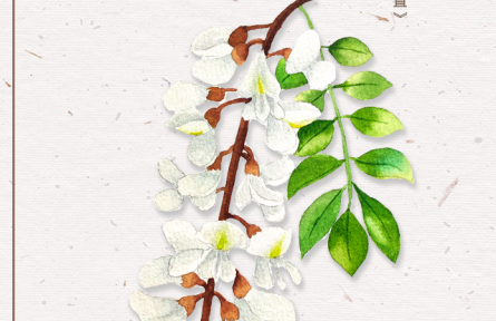 物種故事 | 刺槐：槐花滿院氣，松子落階聲