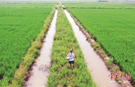 湖南衡陽：“三夏”時節(jié)，農技專家多“錦囊”