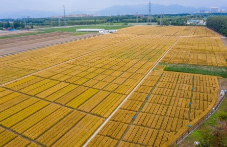 北京昌平：夏收時(shí)節(jié)，“麥”向豐收