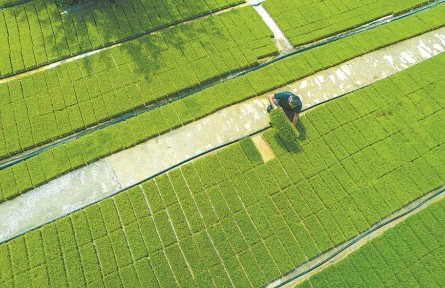 端穩(wěn)中國(guó)飯碗，貢獻(xiàn)安徽力量