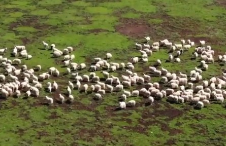 青海祁連：草原風(fēng)光美如畫 牧民轉(zhuǎn)場正當(dāng)時