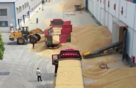 【在希望的田野上·三夏時(shí)節(jié)】夏糧收購全面展開 進(jìn)度快于往年