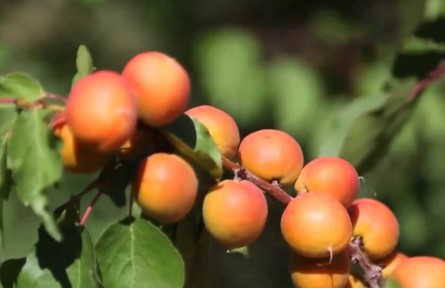 新疆：伊犁河谷樹上干杏進(jìn)入豐收季