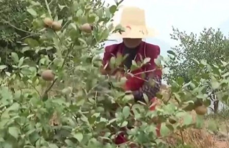 多措并舉 推動木本油料產(chǎn)業(yè)健康發(fā)展