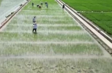 安徽：不負(fù)重托 多種糧 種好糧