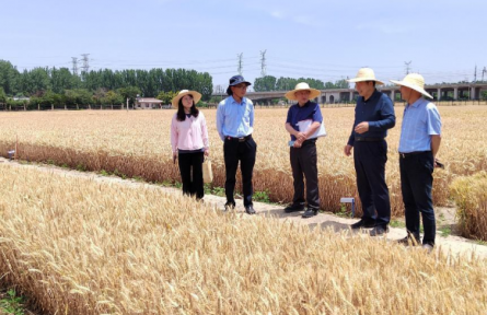 審計(jì)糧食安全，端牢中國“飯碗”