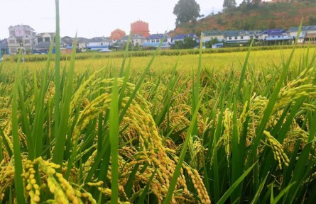 云南糧食產(chǎn)量10年來持續(xù)穩(wěn)定增長