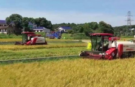 湖南：早稻進(jìn)入全面收割階段