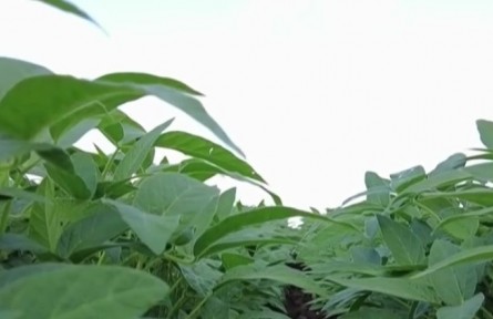 “保險+期貨”等金融模式保障豆農(nóng)利益