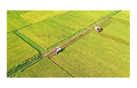 稻區(qū)“雙搶”忙，豐收有保障