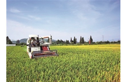 浙江寧波：給水稻“減肥”，在稻田邊種花