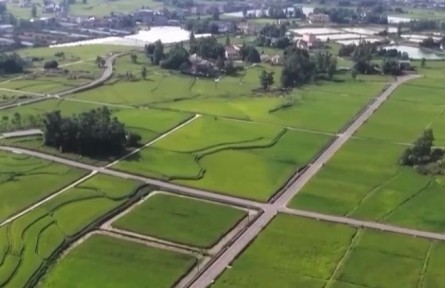 【在希望的田野上】秋糧面積穩(wěn)中有增 各地力促穩(wěn)產(chǎn)豐收