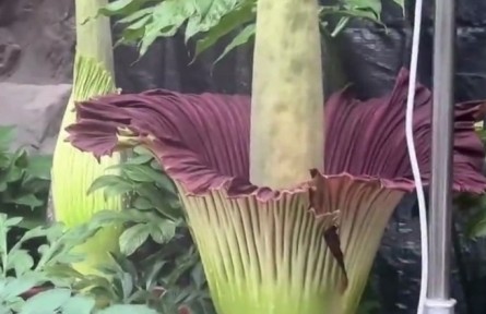 花還有臭的？“臭美”巨魔芋了解一下！