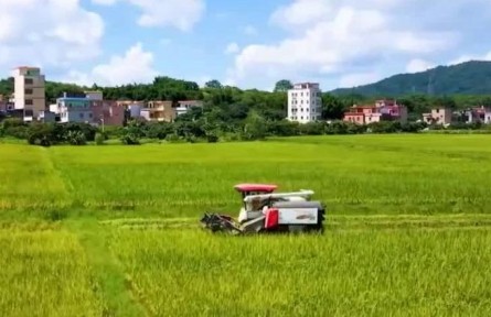 廣東：早稻收割超7成 機收減損實現(xiàn)糧食增收