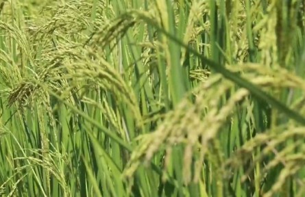 廣東韶關：水稻植株高達2.2米，乳源巨型稻試種成功