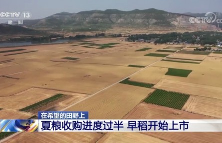 夏糧收購進度過半 早稻開始上市