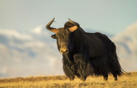 青?！た煽晌骼飮壹壸匀槐Ｗo區(qū)