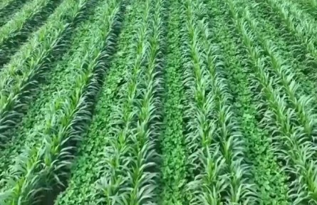 人機飛防統(tǒng)防統(tǒng)治 穩(wěn)糧增豆保豐收