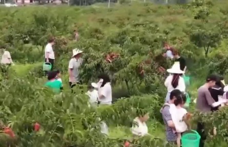 江西宜春：黃桃迎來(lái)豐收季 甜蜜產(chǎn)業(yè)結(jié)出致富“金果”