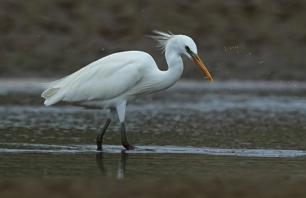打擊野生動植物非法貿(mào)易 combat illegal wildlife trade