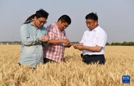 牢記囑托建新功|帶領(lǐng)鄉(xiāng)親們多種糧、種好糧