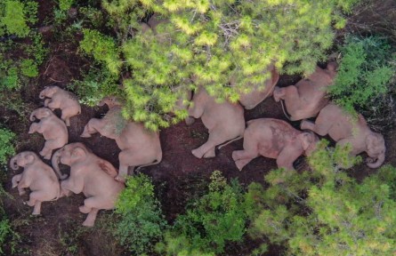 創(chuàng)新路徑 為象安家