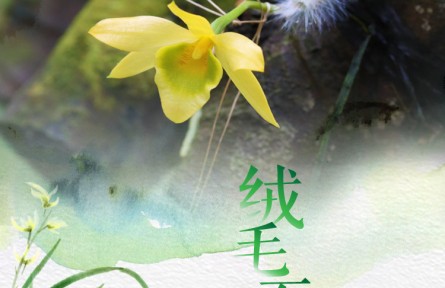 物種故事 | 絨毛石斛：莖葉毛茸茸 花朵會變色