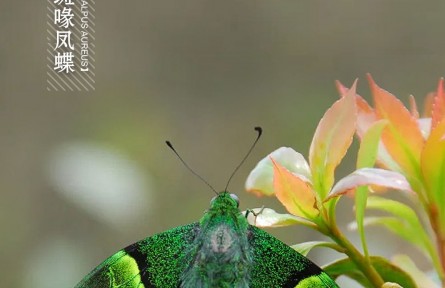 物種故事 | 金斑喙鳳蝶：光彩照人的“蝶中皇后”