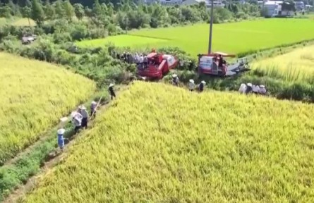 全國再生稻頭季收獲陸續(xù)展開