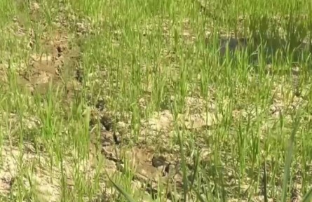 農業(yè)農村部：加強高溫干旱防范 確保秋糧豐收