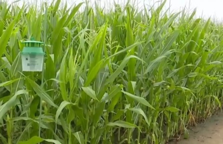 各地落實關(guān)鍵措施 助力秋糧抗災(zāi)奪豐收