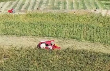 貴州仁懷：30萬畝高粱豐收 高標(biāo)準(zhǔn)生產(chǎn)促農(nóng)增收