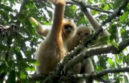 《野性的守望》第五集：密林猿聲