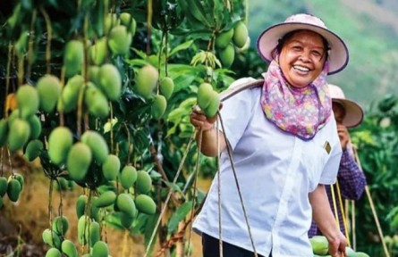 “中國好人”陸秀緞：致富路上有朵“盛開的芒果花”