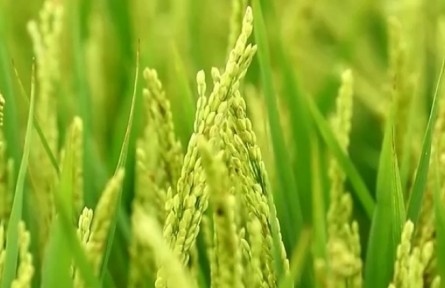 在希望的田野上：推廣農業(yè)科技 促進糧食穩(wěn)產(chǎn)豐收