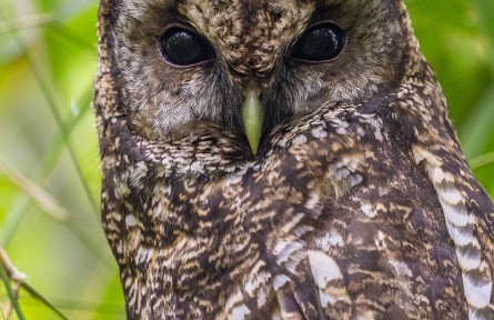 物種故事 | 灰林鸮：夜行性大眼“萌鳥”