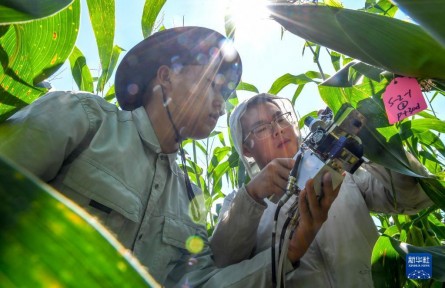 兩名博士生在東北黑土地上的別樣暑假