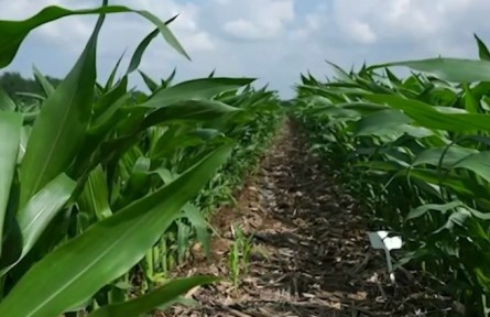 聚焦黑土地“體檢” 調查黑土地地表基質 實現(xiàn)耕地精細化保護