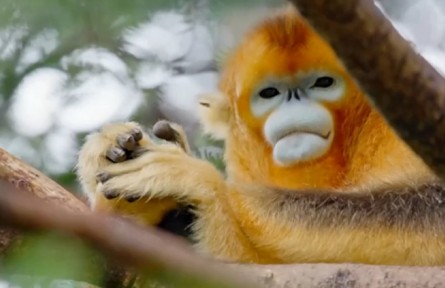 《野性的守望》第七集：林海迷蹤