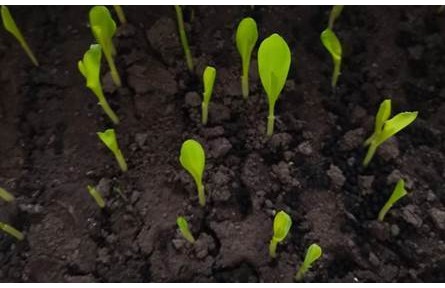 科普 | 保護東北黑土，守好中國“飯碗”！